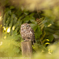 Buy canvas prints of A little owl in autumn by Danny Kidby-Hunter