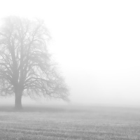 Buy canvas prints of  a tree in fog by Seppo Hakkinen