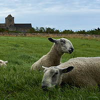 Buy canvas prints of                  Iona sheep               by Seppo Hakkinen