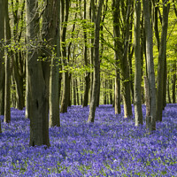 Buy canvas prints of Bluebell Woods by Graham Light