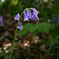 Buy canvas prints of Bluebell by Graham Light