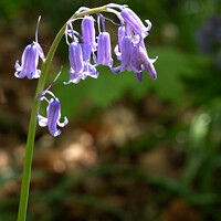 Buy canvas prints of English Bluebell by Graham Light