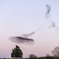 Buy canvas prints of Starling Murmuration by Graham Light