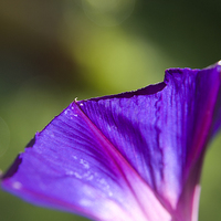 Buy canvas prints of  Ipomoea, morning glory. by Graham Light
