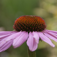 Buy canvas prints of  Echinacea by Graham Light