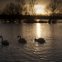 Buy canvas prints of  Swans on flooded meadow at sunset by Graham Light