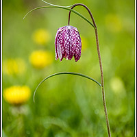 Buy canvas prints of Fritillaria, North Meadow, Cricklade by Graham Light