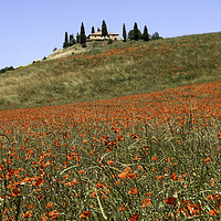 Buy canvas prints of Poppy fields, Tuscany by Graham Light