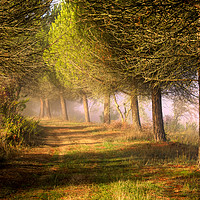 Buy canvas prints of Misty morning in Tuscany by Graham Light