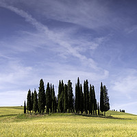 Buy canvas prints of Cypress Circle, Val d'Orcia, Tuscany by Graham Light