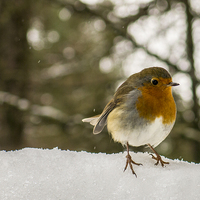 Buy canvas prints of  Robin in the snow by Jim Moody