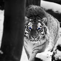Buy canvas prints of Tiger blue eyes by james hendrick