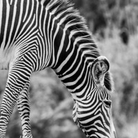 Buy canvas prints of Grazing zebra by james hendrick