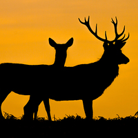 Buy canvas prints of  Red Deer at Sunset by Barrie May