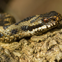 Buy canvas prints of Adder Basking in the Sun by Barrie May