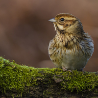 Buy canvas prints of Reed Bunting, Post-Bath by Barrie May
