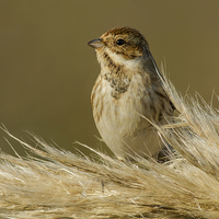 Buy canvas prints of Reed Bunting on Pampas by Barrie May