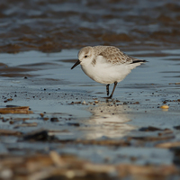 Buy canvas prints of Sanderling on the Shoreline by Barrie May