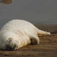 Buy canvas prints of Sleeping Seal Pup, Donna Nook. by Barrie May