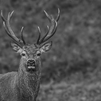Buy canvas prints of Red Deer Stag by Barrie May