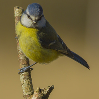 Buy canvas prints of Blue Tit (Cyanistes caeruleus) by Barrie May