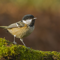 Buy canvas prints of Coal-Tit (Periparus ater) by Barrie May