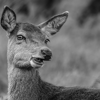 Buy canvas prints of Cheeky Female Red Deer by Barrie May