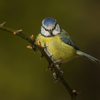 Buy canvas prints of Blue Tit (Cyanistes caeruleus) by Barrie May