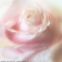 Buy canvas prints of Rose by Janet Burdon