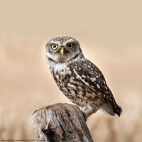 Buy canvas prints of A Little Owl Hunting by Janet Burdon