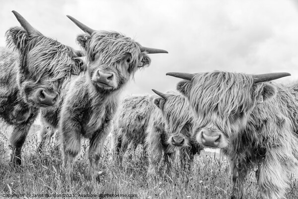 Highland cattle Picture Board by Janet Burdon