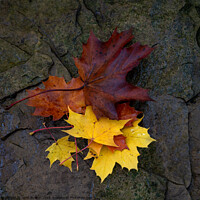 Buy canvas prints of Autumn Leaves #4 by Janet Burdon