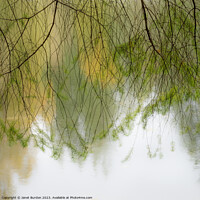 Buy canvas prints of Autumn Veil by Janet Burdon