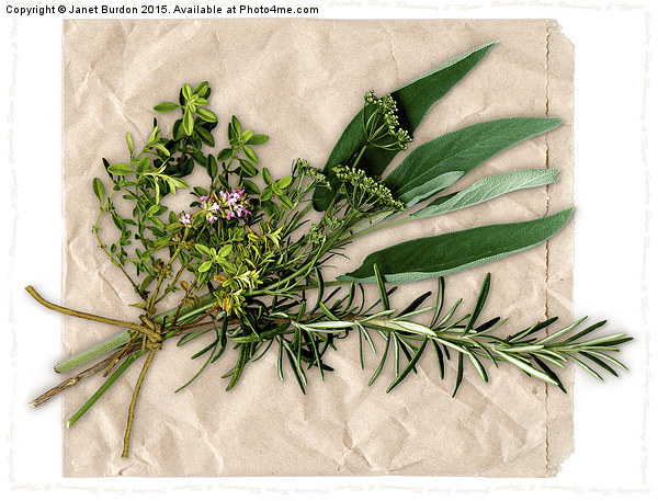 Herbs Picture Board by Janet Burdon