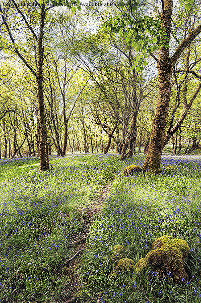  Bluebell woods, Isle of Mull Picture Board by Janet Burdon