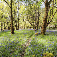 Buy canvas prints of  Bluebell woods, Isle of Mull by Janet Burdon