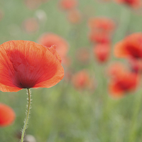 Buy canvas prints of Summer Poppies by Janet Burdon