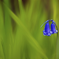 Buy canvas prints of Woodland Bluebell by Janet Burdon
