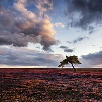 Buy canvas prints of Lone Tree at Sunset by Janet Burdon