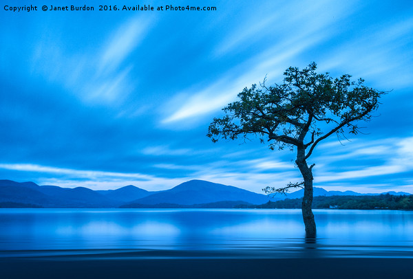 Lone Tree, Milarrochy Bay  Picture Board by Janet Burdon