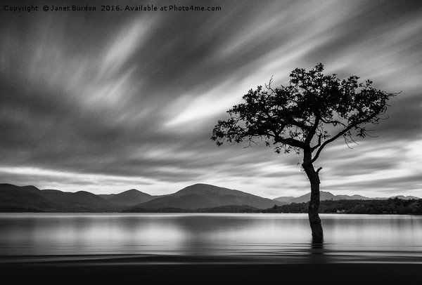 Lone Tree, Milarrochy Bay Picture Board by Janet Burdon