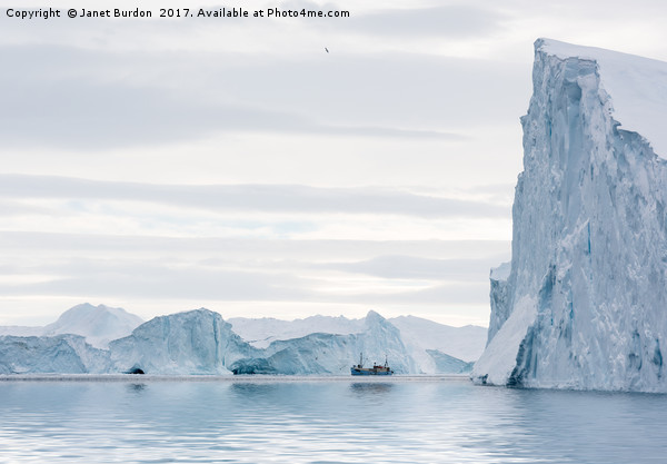 Sailing through  the Icefjord Picture Board by Janet Burdon