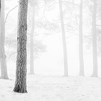 Buy canvas prints of Winter Woodland by Janet Burdon