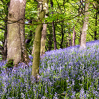 Buy canvas prints of Bluebell Wood by Janet Burdon