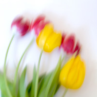 Buy canvas prints of Five Tulips by Janet Burdon