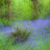 Buy canvas prints of Bluebell Impression by Janet Burdon