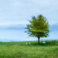 Buy canvas prints of The Lone Tree by Janet Burdon