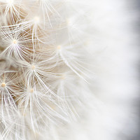 Buy canvas prints of Dandelion by Janet Burdon