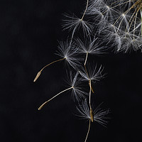 Buy canvas prints of Dandelion Seeds by Janet Burdon