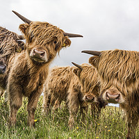 Buy canvas prints of Highland Cattle by Janet Burdon